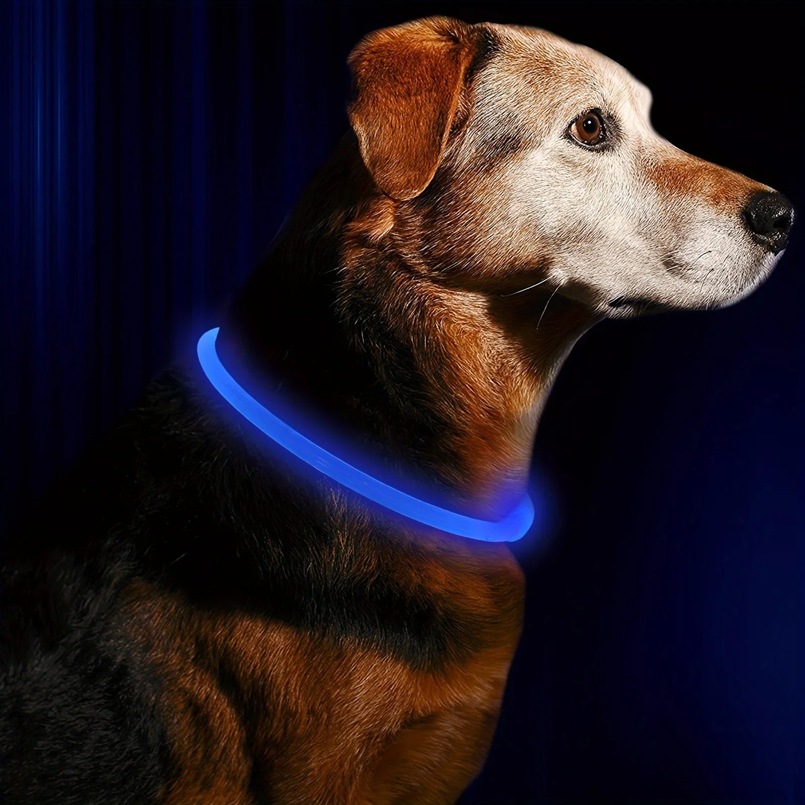 LED Light Dog Collar|USB Rechargeable